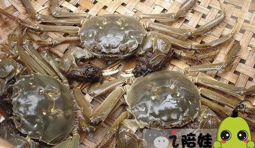 会飞的螃蟹爆料视频大全,揭秘神秘生物的空中舞步 第2张 会飞的螃蟹爆料视频大全,揭秘神秘生物的空中舞步 第2张